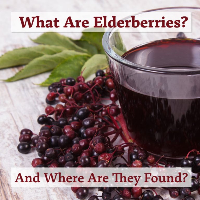 What Are Elderberries and Where Are They Found?