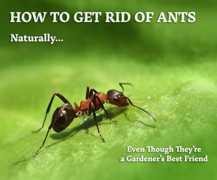 How Do You Get Rid of Ants Naturally?