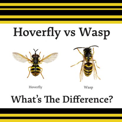 Hoverfly vs. Wasp: What’s the Difference?