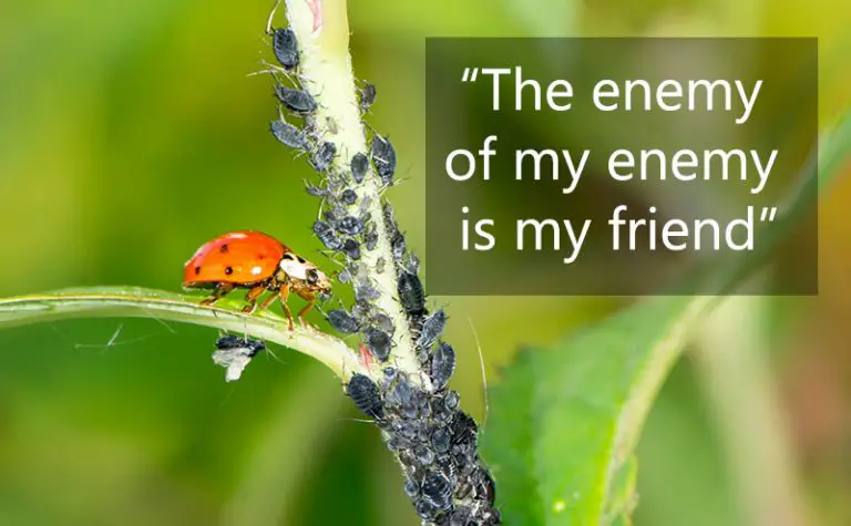 5 Ways To Get Rid Of Aphids On Kale